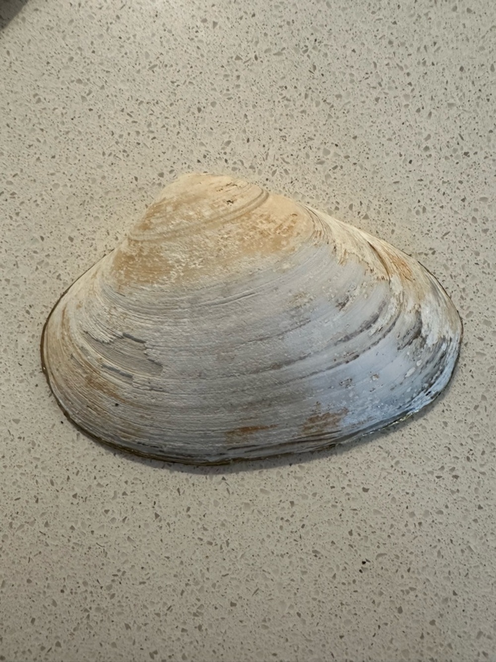 Large decoupage shell - Picture 7 of 7